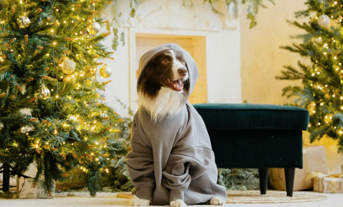 Seasonal Home Design: Bringing Nature's Rhythm Indoors Throughout the Year